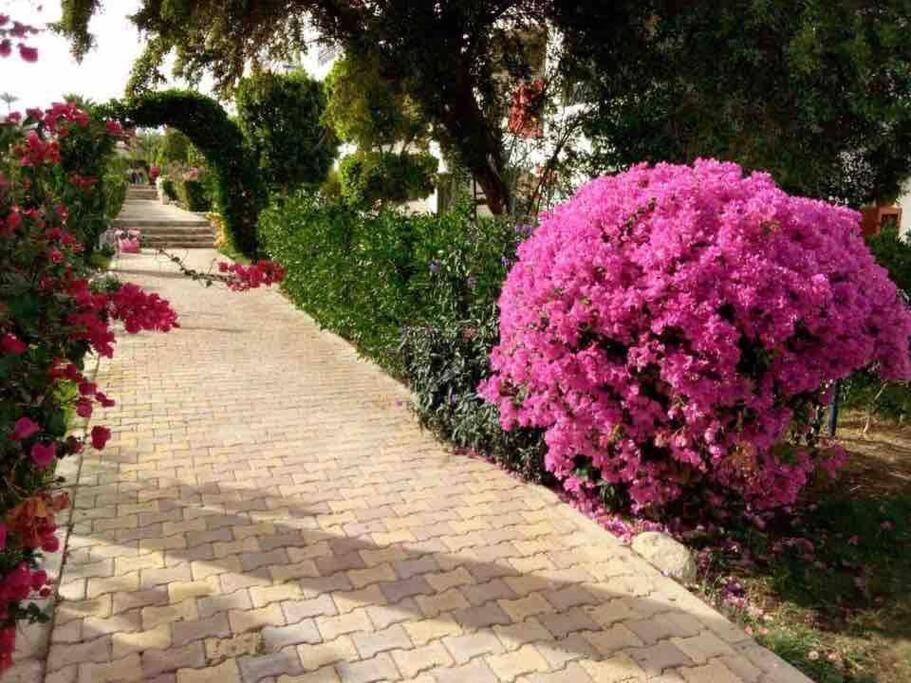 Riviera Resort Apartment - Pool View & Wifi Sharm el-Sheikh Luaran gambar